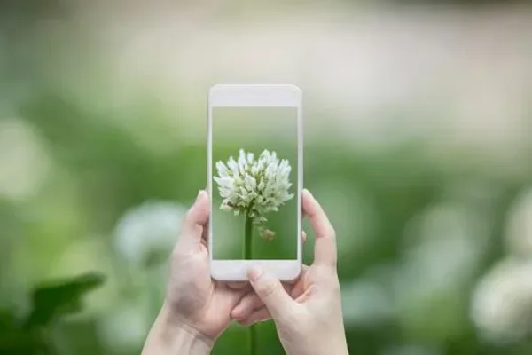 Identificar plantas com o Google Lens