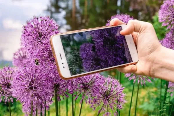 Aplicativo gratuito que reconhece plantas Aplicativo gratuito que reconhece plantas
